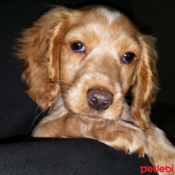 İngiliz Cocker Spaniel, Köpek  Tarcin fotoğrafı