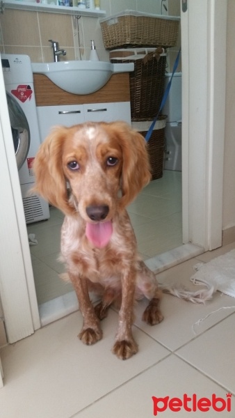 İngiliz Cocker Spaniel, Köpek  Tarcin fotoğrafı