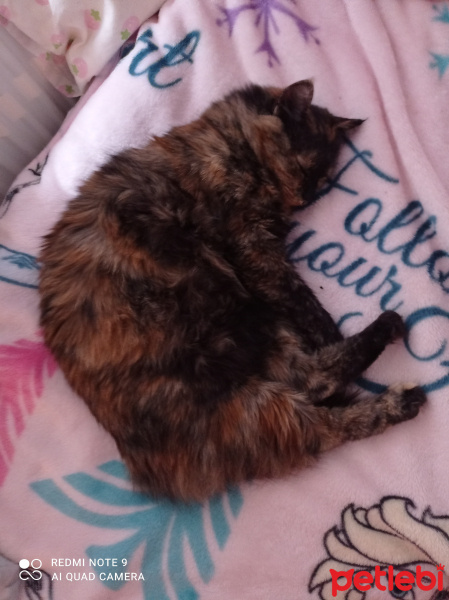 Tekir Kedi, Kedi  Moka fotoğrafı