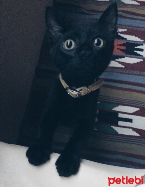 Tekir Kedi, Kedi  Gece fotoğrafı