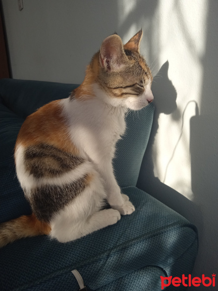 Tekir Kedi, Kedi  Sütlaç fotoğrafı