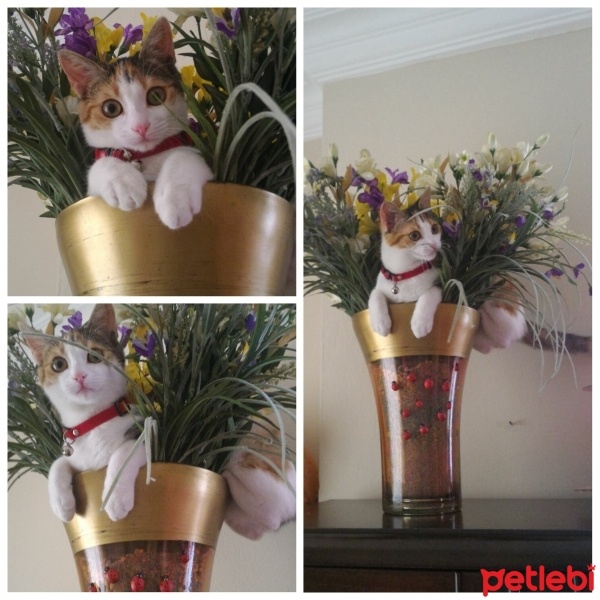 Tekir Kedi, Kedi  Bella fotoğrafı