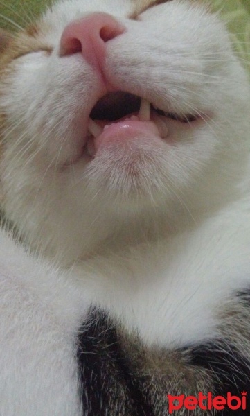 Tekir Kedi, Kedi  Bella fotoğrafı