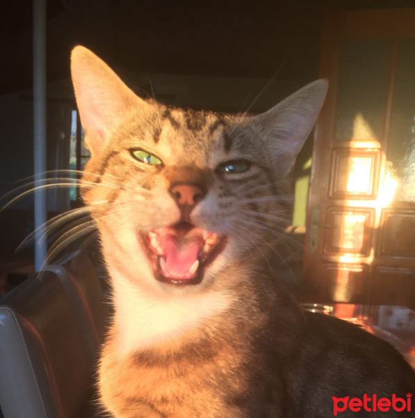 Tekir Kedi, Kedi  NamNam fotoğrafı