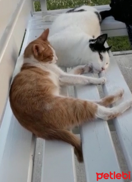 Sarman, Kedi  Bıcırık fotoğrafı