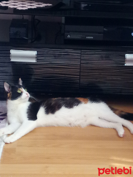 Tekir Kedi, Kedi  Sushi fotoğrafı