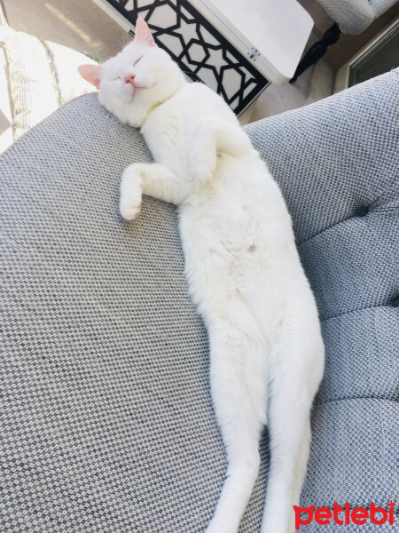 Ankara Kedisi, Kedi  Beedle fotoğrafı