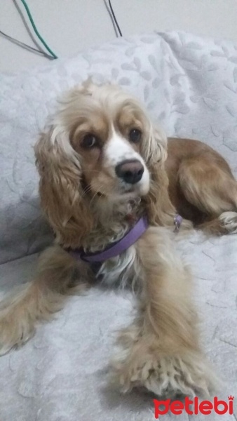 Amerikan Cocker Spaniel, Köpek  Venüs fotoğrafı