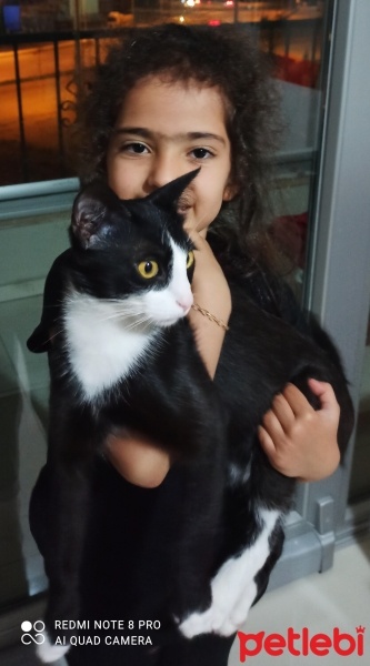 Tekir Kedi, Kedi  Mia fotoğrafı
