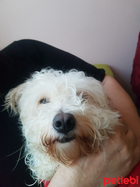Maltese, Köpek  Mira fotoğrafı