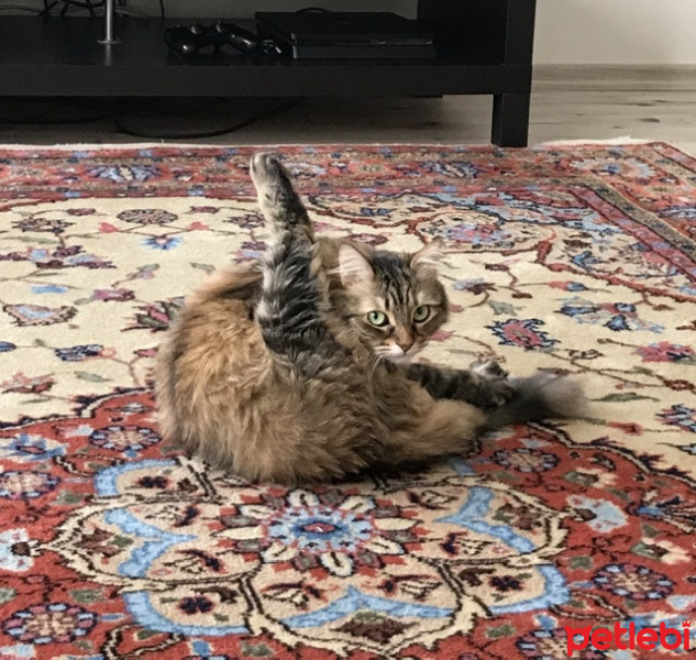 Tekir Kedi, Kedi  Hera Zehra fotoğrafı