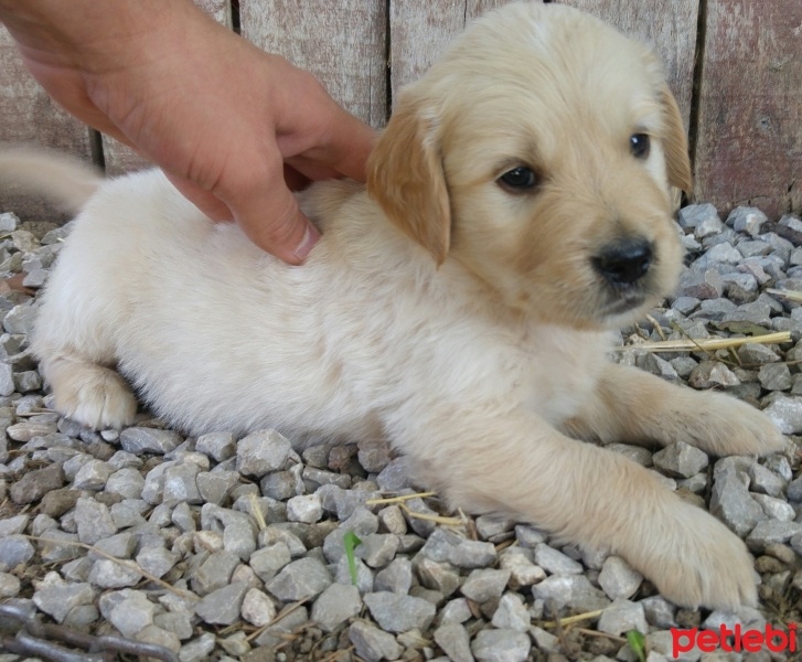 Golden Retriever, Köpek  BEBEK YÜZLÜ SAFKAN GOLDEN fotoğrafı