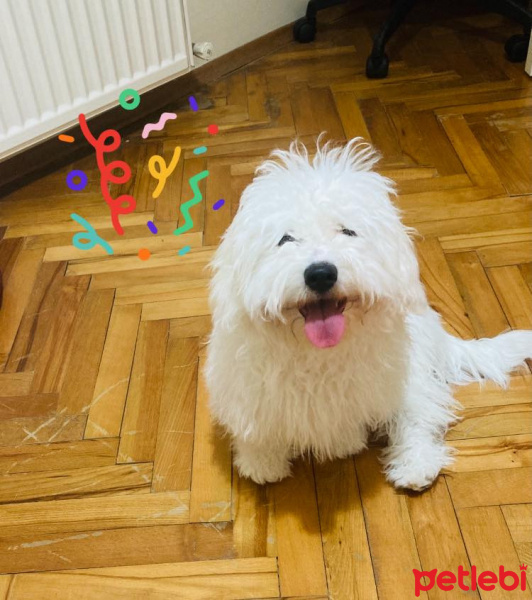 Maltese, Köpek  Nazlı fotoğrafı