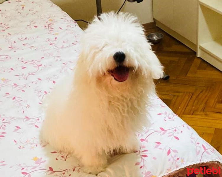 Maltese, Köpek  Nazlı fotoğrafı