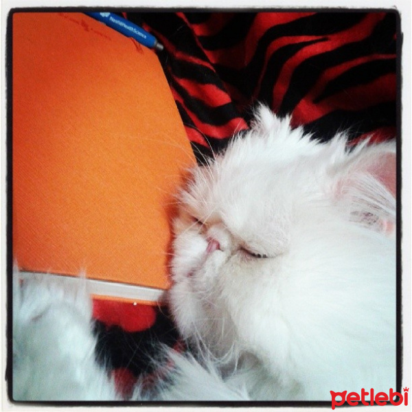 İran Kedisi (Persian), Kedi  safir fotoğrafı