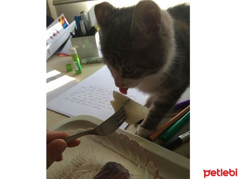 Tekir Kedi, Kedi  Liza fotoğrafı