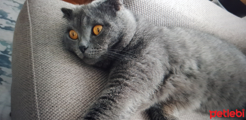 Scottish Fold, Kedi  Duman fotoğrafı