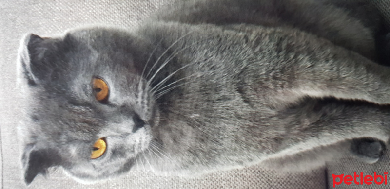 Scottish Fold, Kedi  Duman fotoğrafı