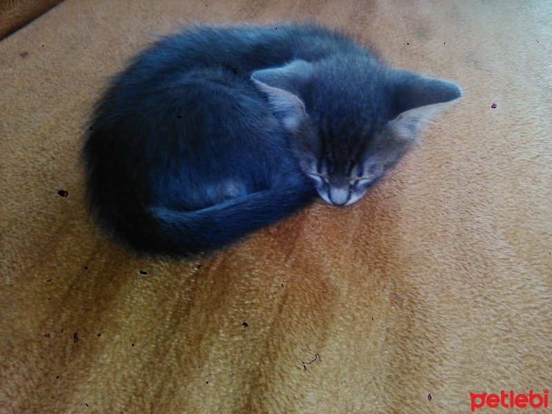 Tekir Kedi, Kedi  Şero fotoğrafı