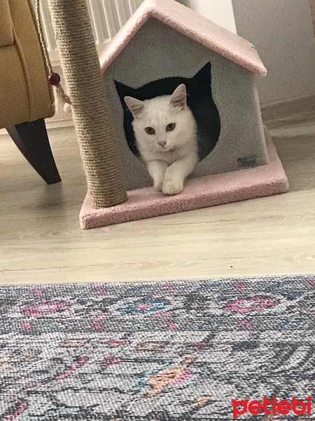 British Shorthair, Kedi  Mia fotoğrafı