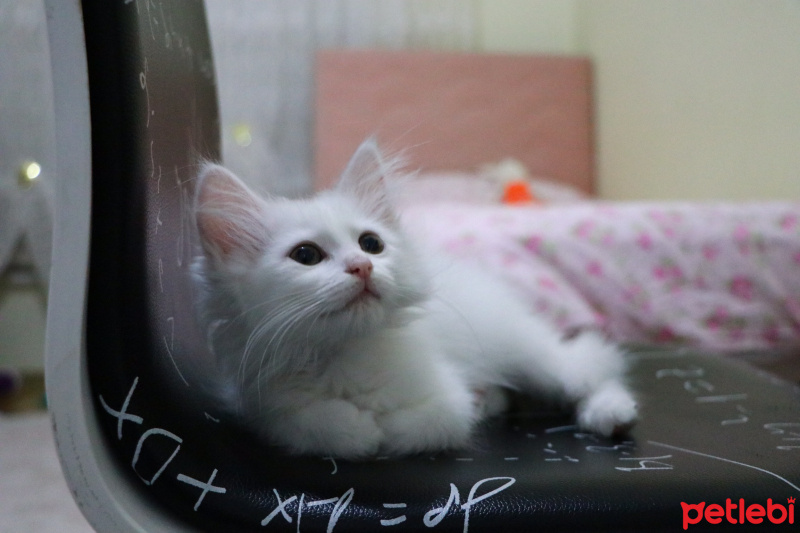Ankara Kedisi, Kedi  Muffin fotoğrafı