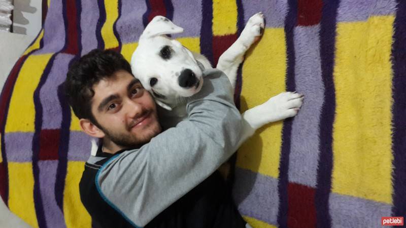 Dogo Arjantin, Köpek  dexter fotoğrafı