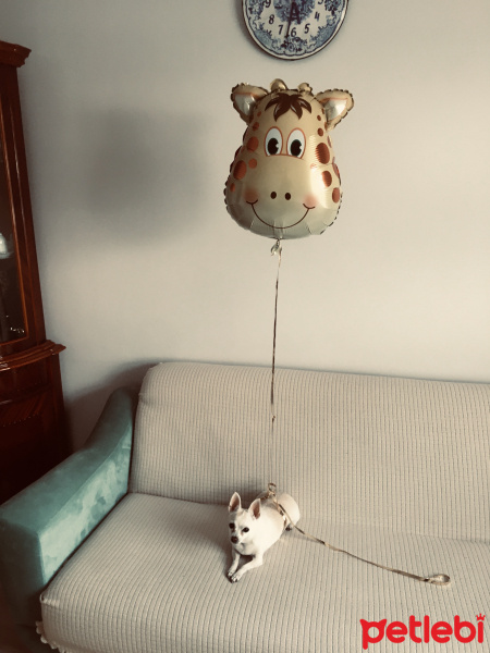 Chihuahua, Köpek  Çipil fotoğrafı
