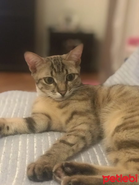 Tekir Kedi, Kedi  Mia fotoğrafı