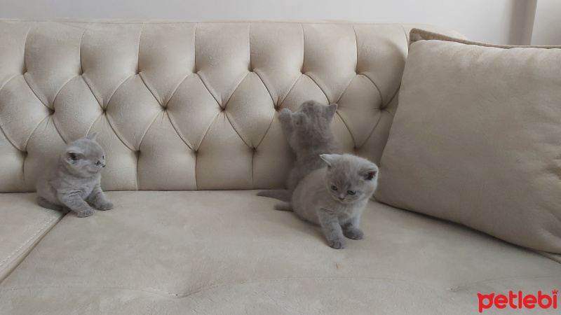 British Shorthair, Kedi  TOMMY fotoğrafı