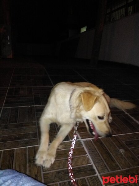 Golden Retriever, Köpek  Zeyna fotoğrafı