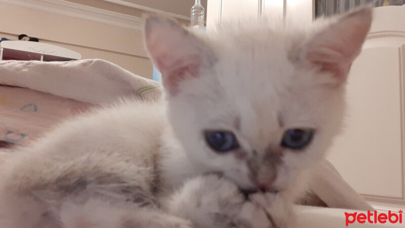 Scottish Fold, Kedi  Tokyo fotoğrafı