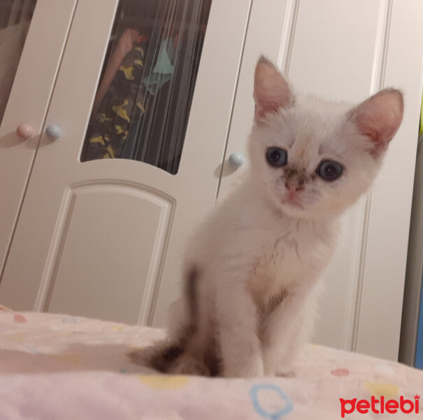 Scottish Fold, Kedi  Tokyo fotoğrafı