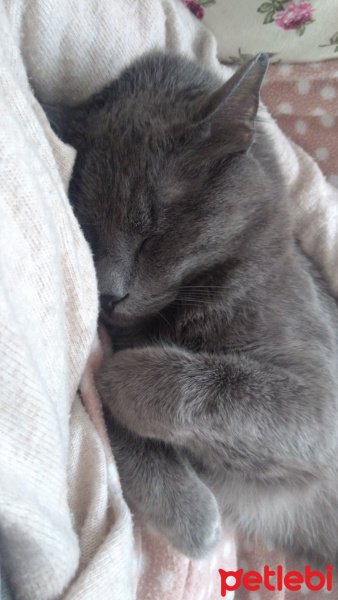 Mavi Rus, Kedi  Zeiz fotoğrafı