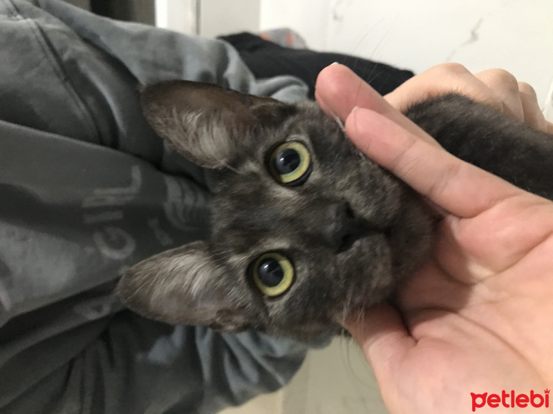 Tekir Kedi, Kedi  Fuat fotoğrafı