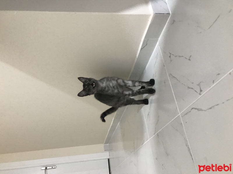 Tekir Kedi, Kedi  Fuat fotoğrafı
