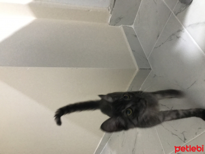 Tekir Kedi, Kedi  Fuat fotoğrafı