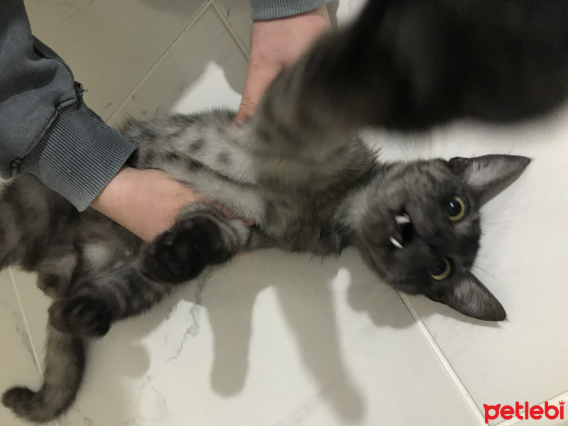 Tekir Kedi, Kedi  Fuat fotoğrafı