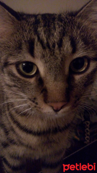 Tekir Kedi, Kedi  Küçük fotoğrafı