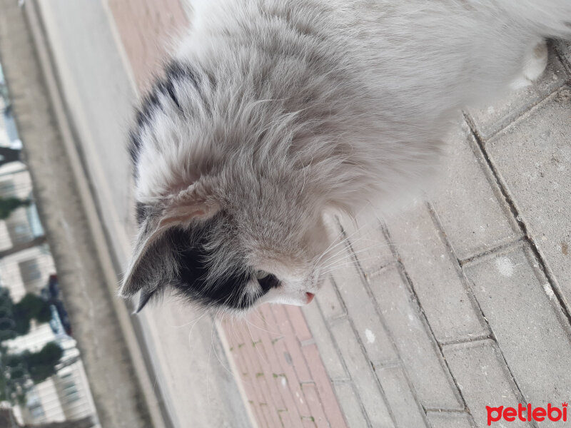 Tekir Kedi, Kedi  Kıllı fotoğrafı