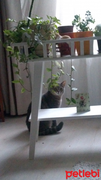 Tekir Kedi, Kedi  Kiwi fotoğrafı