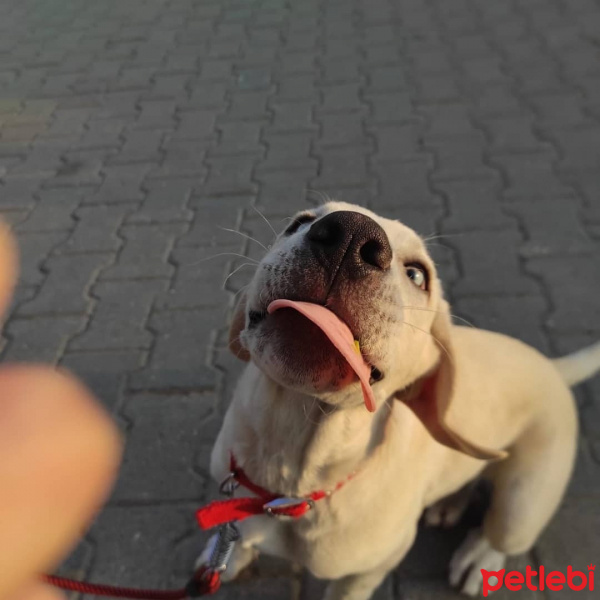 Labrador Retriever, Köpek  paşa fotoğrafı