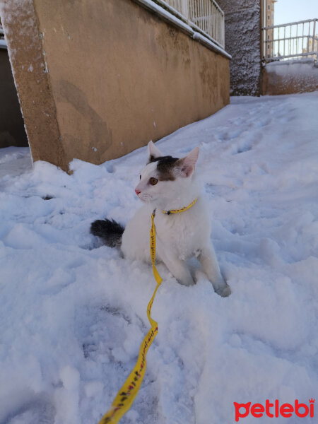 Ankara Kedisi, Kedi  Şerafettin fotoğrafı