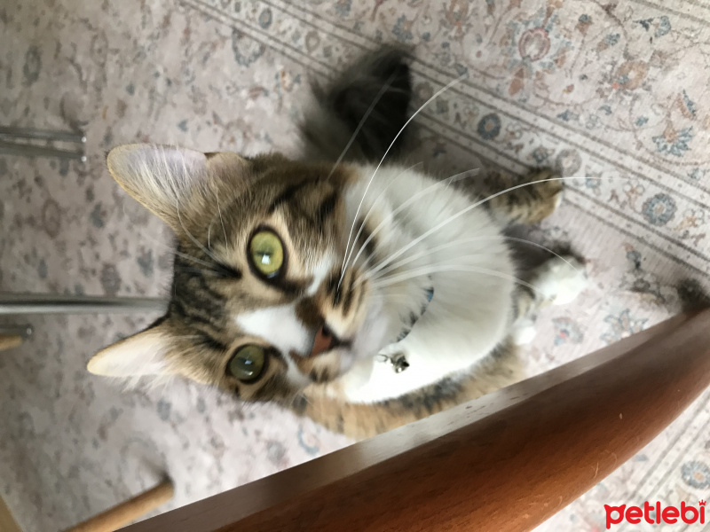 Tekir Kedi, Kedi  Tekila fotoğrafı