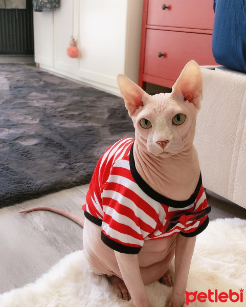 Sphynx, Kedi  Şerbet fotoğrafı