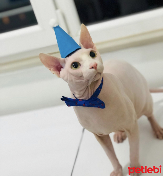 Sphynx, Kedi  Şerbet fotoğrafı