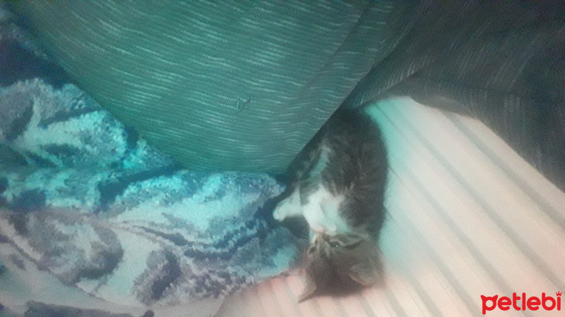 Tekir Kedi, Kedi  Hera fotoğrafı