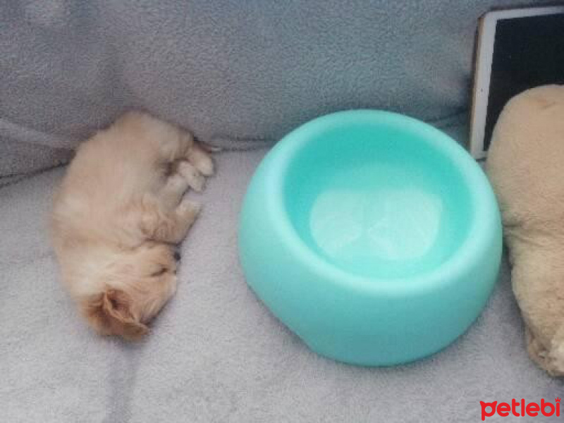 Maltese, Köpek  Bingo fotoğrafı