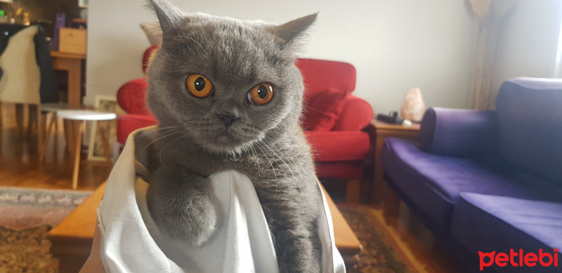British Shorthair, Kedi  Bücürük Mia fotoğrafı