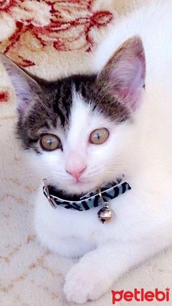 Tekir Kedi, Kedi  Odin fotoğrafı