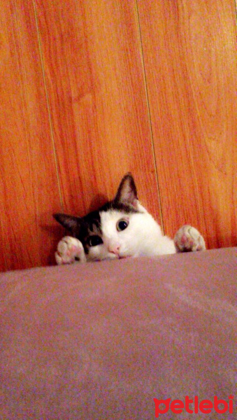 Tekir Kedi, Kedi  Odin fotoğrafı